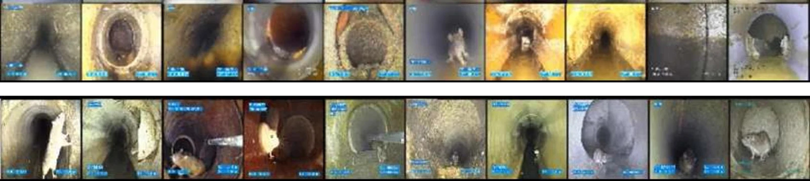 Two rows of sewer images labelled as vermin: the top row mostly shows empty pipes, the bottom row shows actual rats